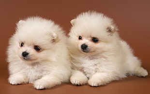 two white long-coat puppies
